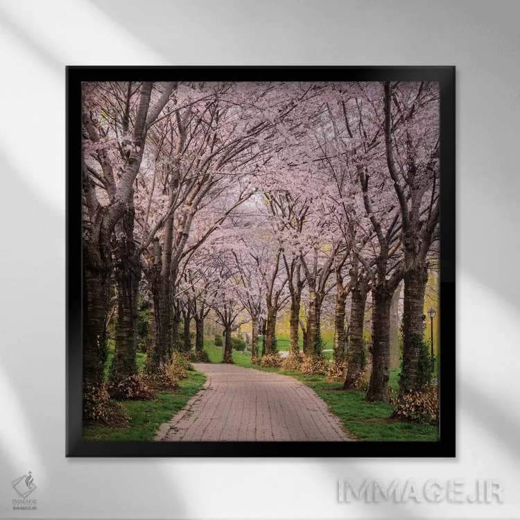 تابلو مسیر شکوفههای گیلاس اثر چاک بردیک - نمای قابدار مشکی