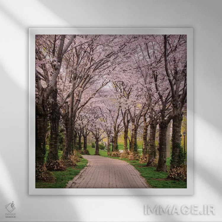 تابلو مسیر شکوفههای گیلاس اثر چاک بردیک - نمای قابدار سفید