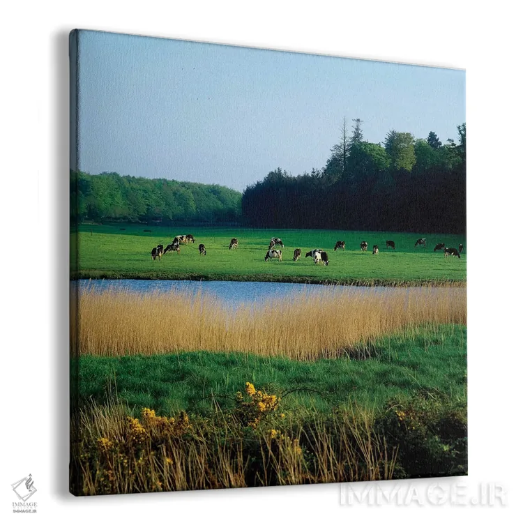 تابلو گاوهای فریزین نزدیک کوب، شهرستان کورک، ایرلند اثر ایریش ایمیج کالکشن (مجموعه عکاسی ایرلندی) - نمای پرسپکتیو محصول