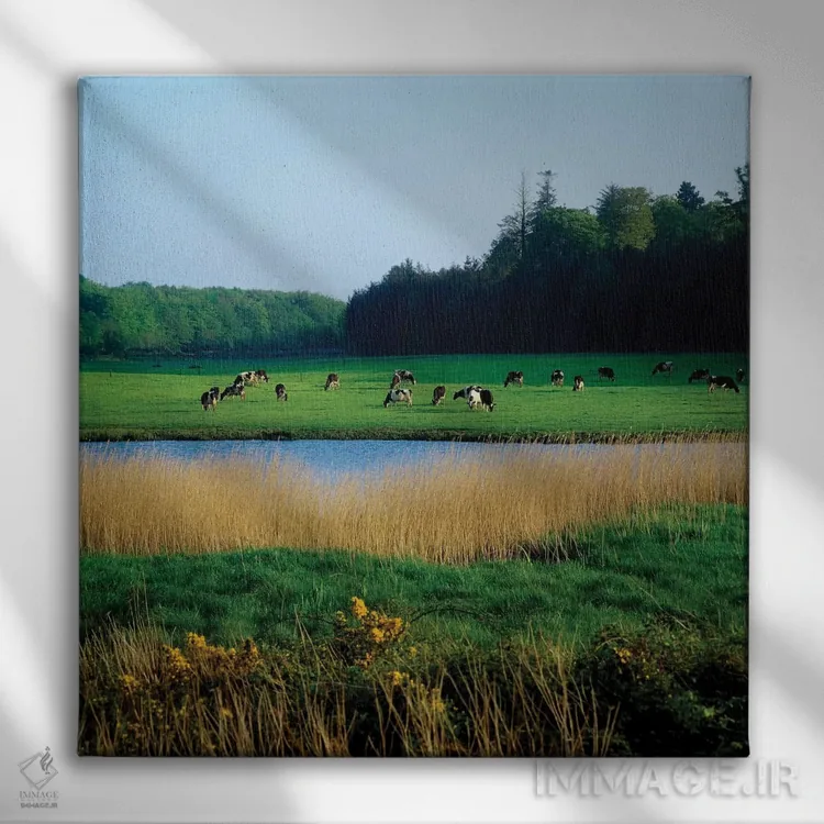 تابلو گاوهای فریزین نزدیک کوب، شهرستان کورک، ایرلند اثر ایریش ایمیج کالکشن (مجموعه عکاسی ایرلندی) - نمای روبهرو روی دیوار