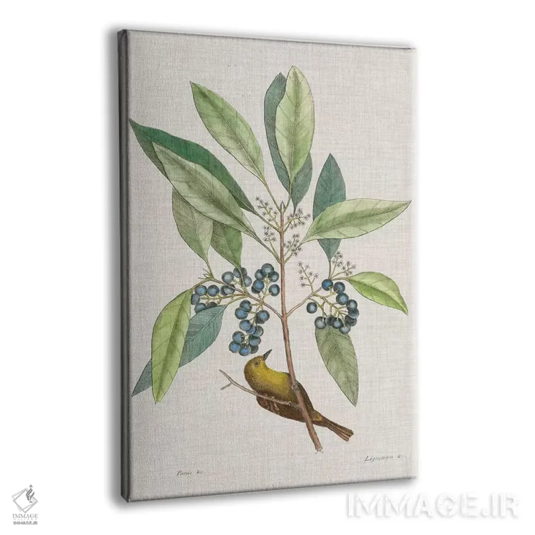 تابلو مطالعاتی در طبیعت IV اثر مارک کتسبی - نمای پرسپکتیو محصول