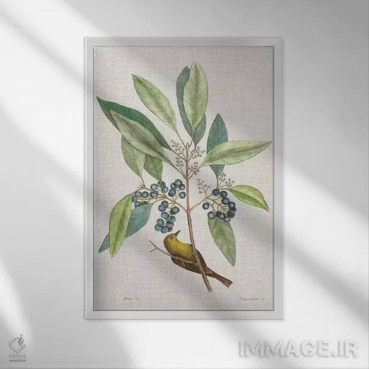 تابلو مطالعاتی در طبیعت IV اثر مارک کتسبی - نمای قابدار سفید