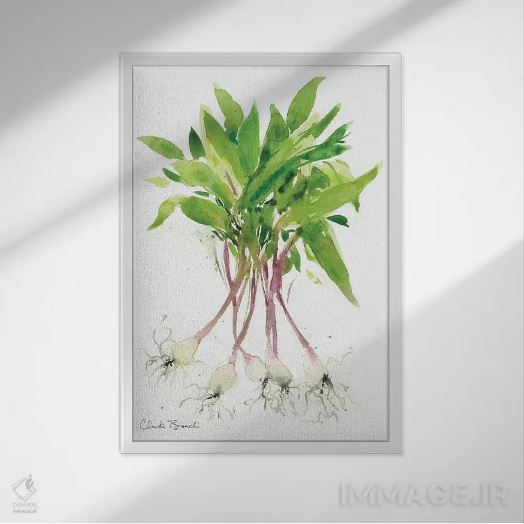 تابلو رامپها (پیازچه وحشی) اثر کلودیا بیانکی - نمای قابدار سفید