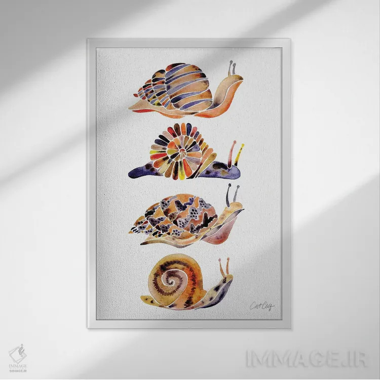 تابلو مجموعه حلزون اثر کت کوکیلت - نمای قابدار سفید