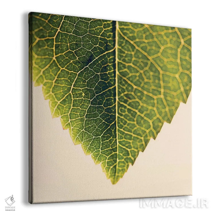 تابلو سبزی و گیاهان اثر اینگرید بدوز - نمای پرسپکتیو محصول