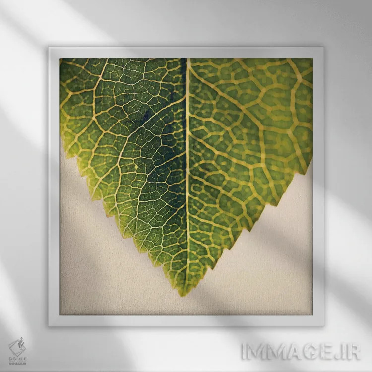 تابلو سبزی و گیاهان اثر اینگرید بدوز - نمای قابدار سفید