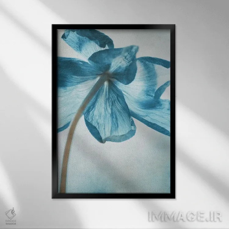 تابلو دکوراتیو شقایق دریایی III اثر کلودیا دروسرت - نمای قابدار مشکی