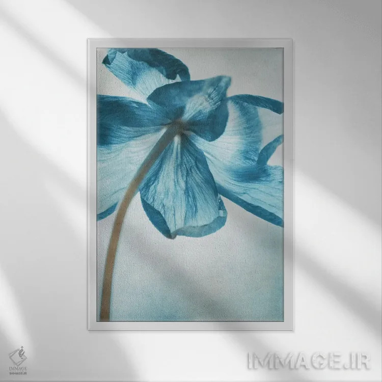 تابلو دکوراتیو شقایق دریایی III اثر کلودیا دروسرت - نمای قابدار سفید