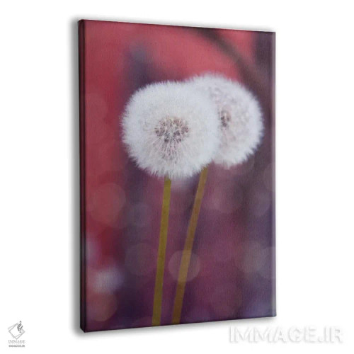 تابلو دکوراتیو گل قاصدک I اثر کلودیا دروسرت - نمای پرسپکتیو محصول
