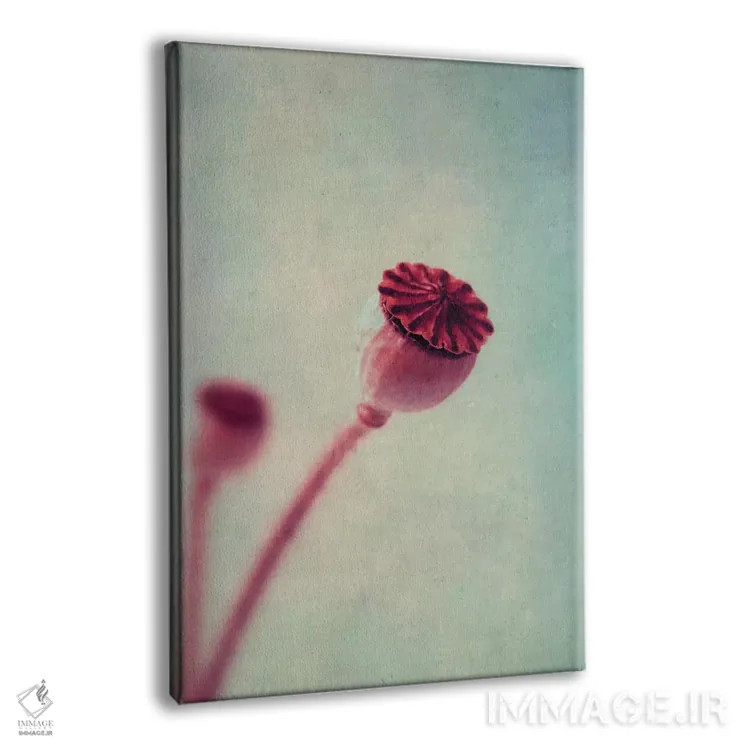 تابلو دکوراتیو غلاف شقایق اثر کلودیا دروسرت - نمای پرسپکتیو محصول