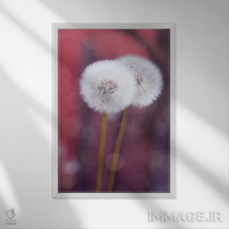 تابلو دکوراتیو گل قاصدک I اثر کلودیا دروسرت - نمای قابدار سفید