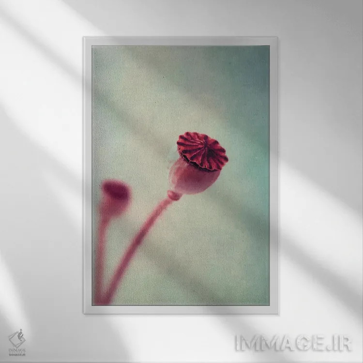 تابلو دکوراتیو غلاف شقایق اثر کلودیا دروسرت - نمای قابدار سفید