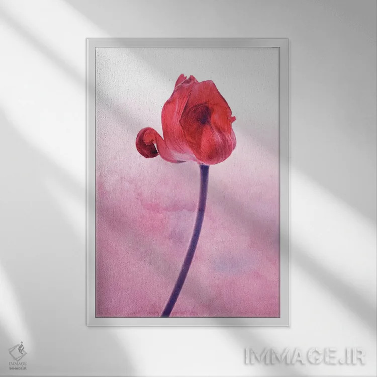 تابلو دکوراتیو لاله قرمز اثر کلودیا دروسرت - نمای قابدار سفید