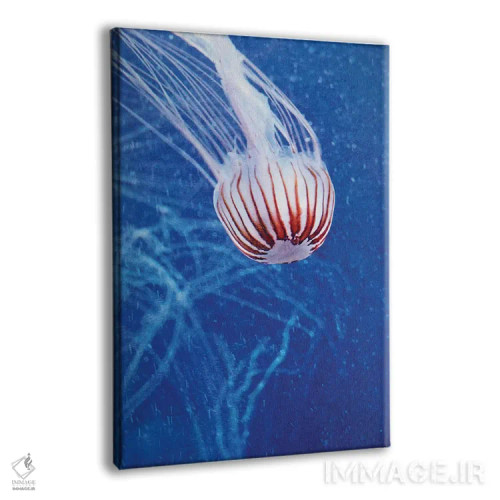 تابلو دکوراتیو عروس دریایی II اثر کلودیا دروسرت - نمای پرسپکتیو محصول