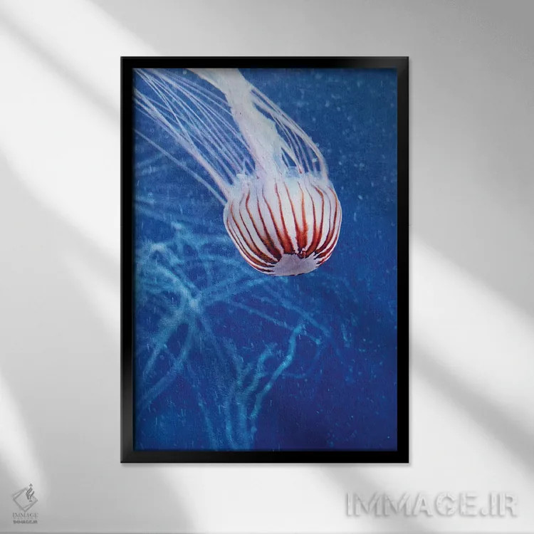 تابلو دکوراتیو عروس دریایی II اثر کلودیا دروسرت - نمای قابدار مشکی