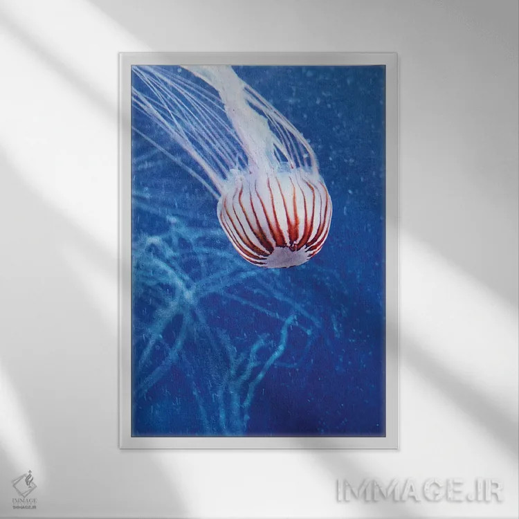 تابلو دکوراتیو عروس دریایی II اثر کلودیا دروسرت - نمای قابدار سفید