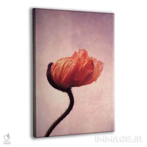 تابلو دکوراتیو شعله شقایق II اثر کلودیا دروسرت - نمای پرسپکتیو محصول