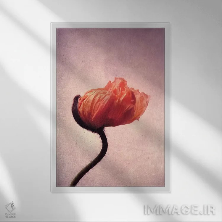 تابلو دکوراتیو شعله شقایق II اثر کلودیا دروسرت - نمای قابدار سفید