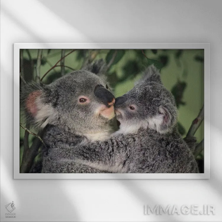 تابلو دکوراتیو مادر کوالا با بچه، استرالیا اثر گری الیس - نمای قابدار سفید