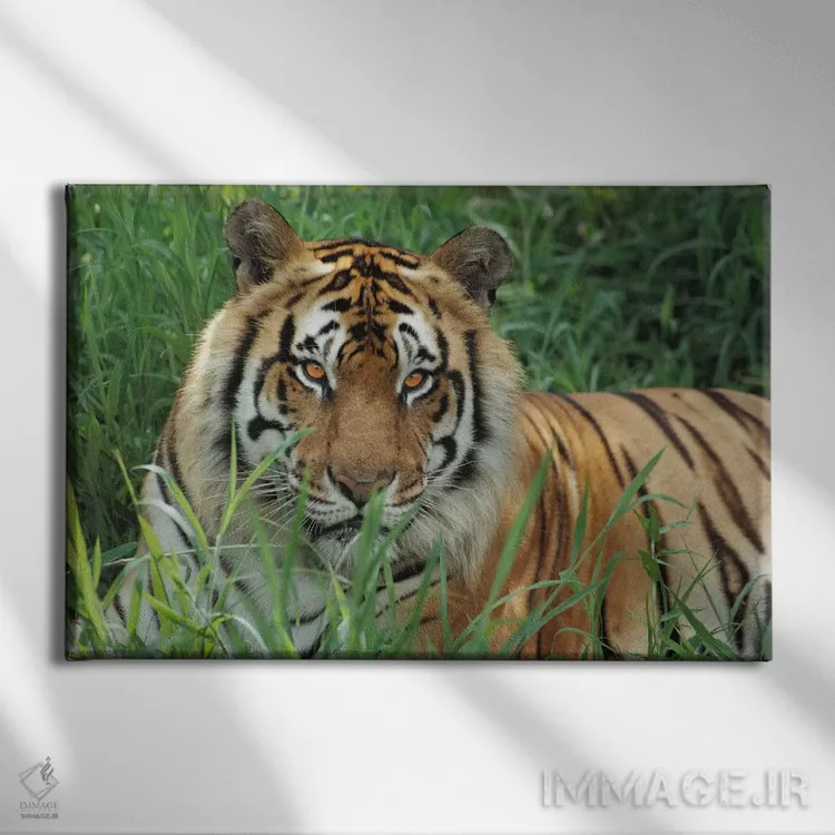 تابلو دکوراتیو ببر بنگال، باغ وحش هیلو، هاوایی اثر گری الیس - نمای روبهرو روی دیوار
