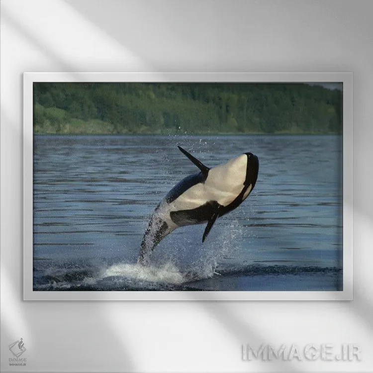 تابلو دکوراتیو شکافتن آب توسط اورکا، گذرگاه داخلی، آلاسکا اثر گری الیس - نمای قابدار سفید