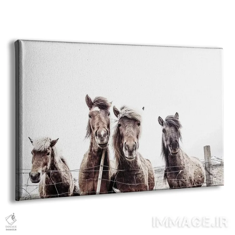تابلو مدرن اسب های ایسلندی فکسی و فیفی اثر مونیکا استریگل - نمای پرسپکتیو محصول