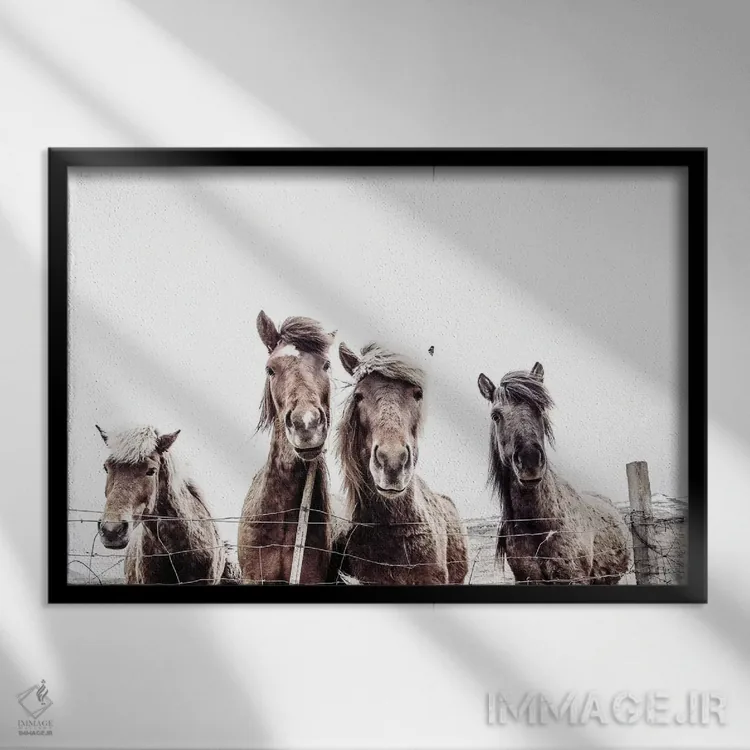 تابلو مدرن اسب های ایسلندی فکسی و فیفی اثر مونیکا استریگل - نمای قابدار مشکی