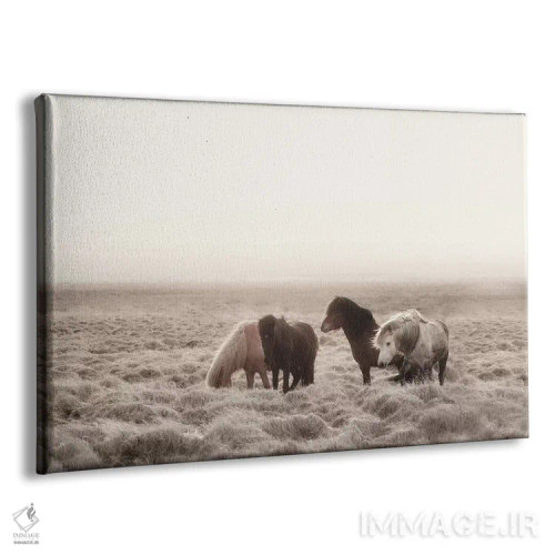 تابلو دکوراتیو اسب های وحشی ایسلند I اثر مونیکا استریگل - نمای پرسپکتیو محصول