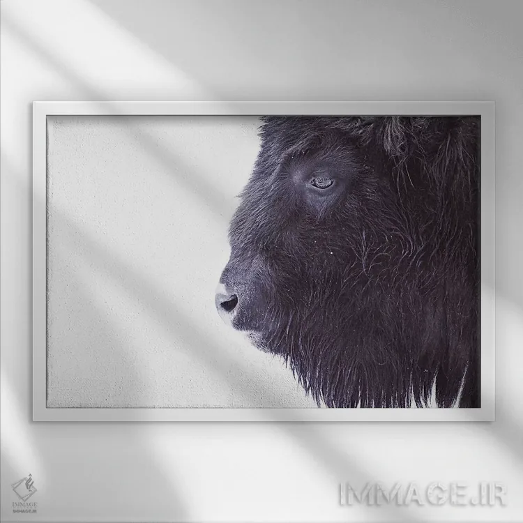 تابلو مینیمال پرتره گاومیش سیاه اثر مونیکا استریگل - نمای قابدار سفید