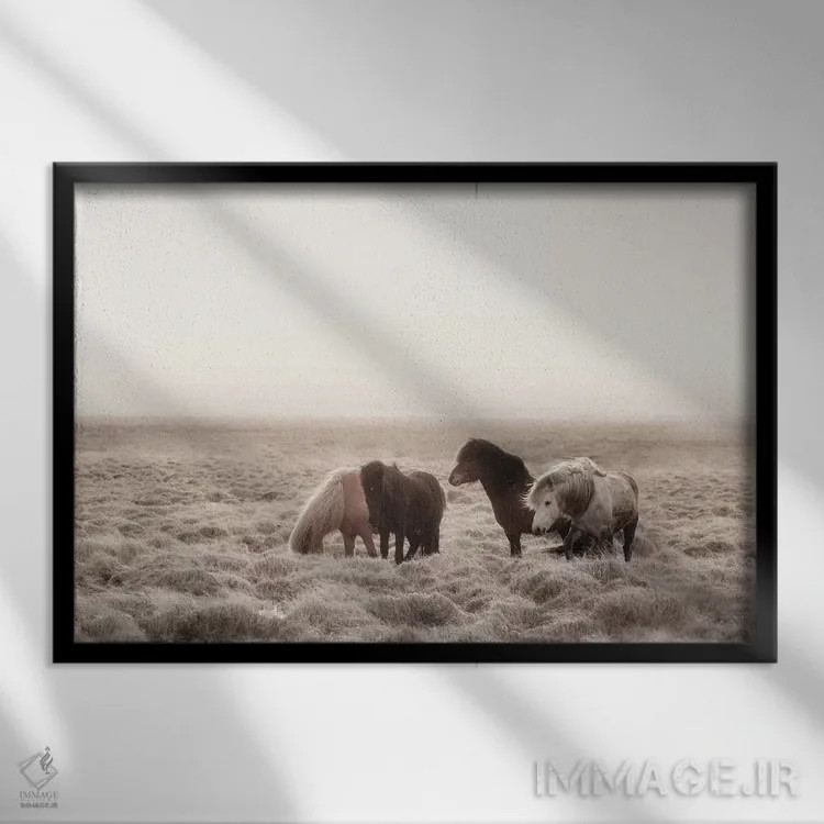تابلو دکوراتیو اسب های وحشی ایسلند I اثر مونیکا استریگل - نمای قابدار مشکی