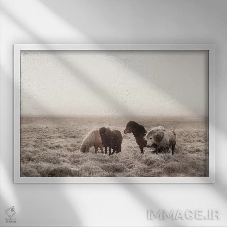 تابلو دکوراتیو اسب های وحشی ایسلند I اثر مونیکا استریگل - نمای قابدار سفید