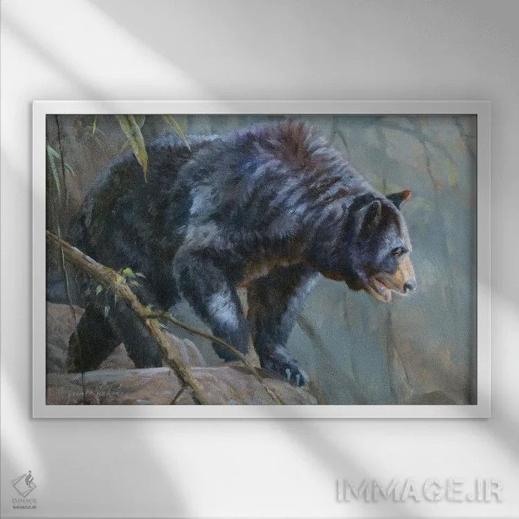 تابلو دکوراتیو خرس سیاه اثر گرانت هکینگ - نمای قابدار سفید