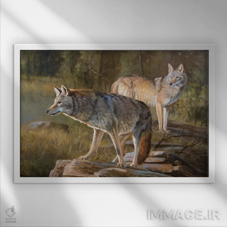 تابلو دکوراتیو کایوت ها اثر گرانت هکینگ - نمای قابدار سفید