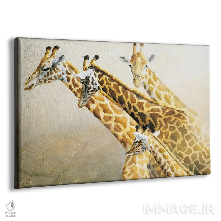 تابلو دکوراتیو زرافه ها بلندترین گردن های آفریقا اثر گرانت هکینگ - نمای پرسپکتیو محصول