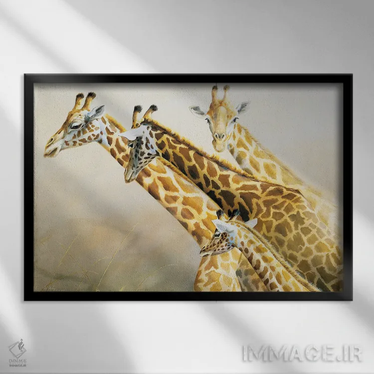 تابلو دکوراتیو زرافه ها بلندترین گردن های آفریقا اثر گرانت هکینگ - نمای قابدار مشکی