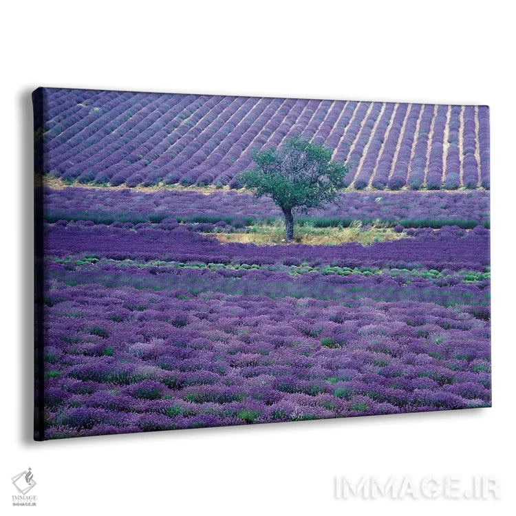 تابلو دکوراتیو مزارع اسطوخودوس، ونس، پرووانس-آلپ-کوت دازور، فرانسه اثر گویریل ژکان - نمای پرسپکتیو محصول