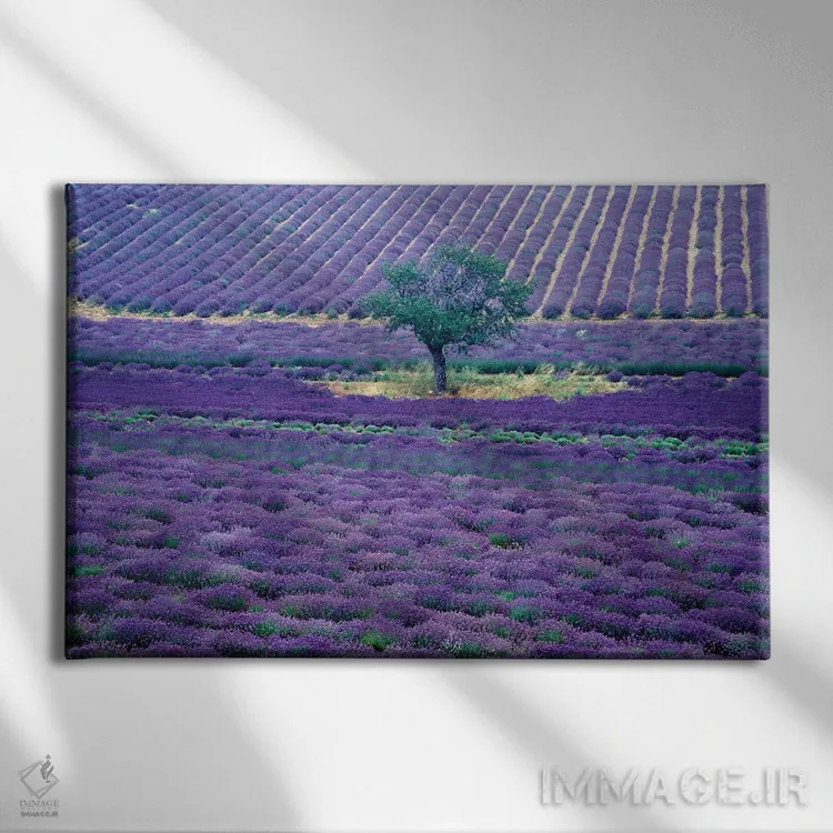 تابلو دکوراتیو مزارع اسطوخودوس، ونس، پرووانس-آلپ-کوت دازور، فرانسه اثر گویریل ژکان - نمای روبهرو روی دیوار