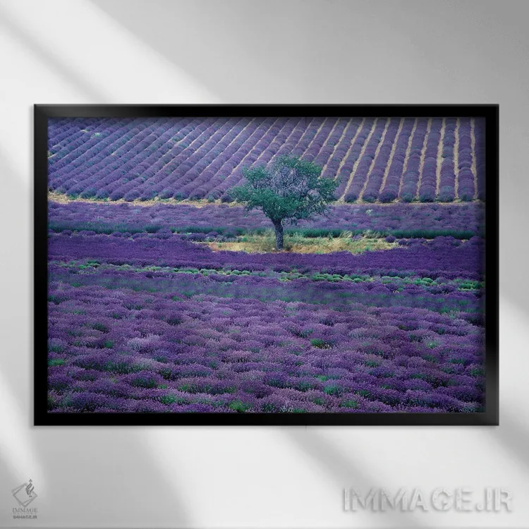 تابلو دکوراتیو مزارع اسطوخودوس، ونس، پرووانس-آلپ-کوت دازور، فرانسه اثر گویریل ژکان - نمای قابدار مشکی