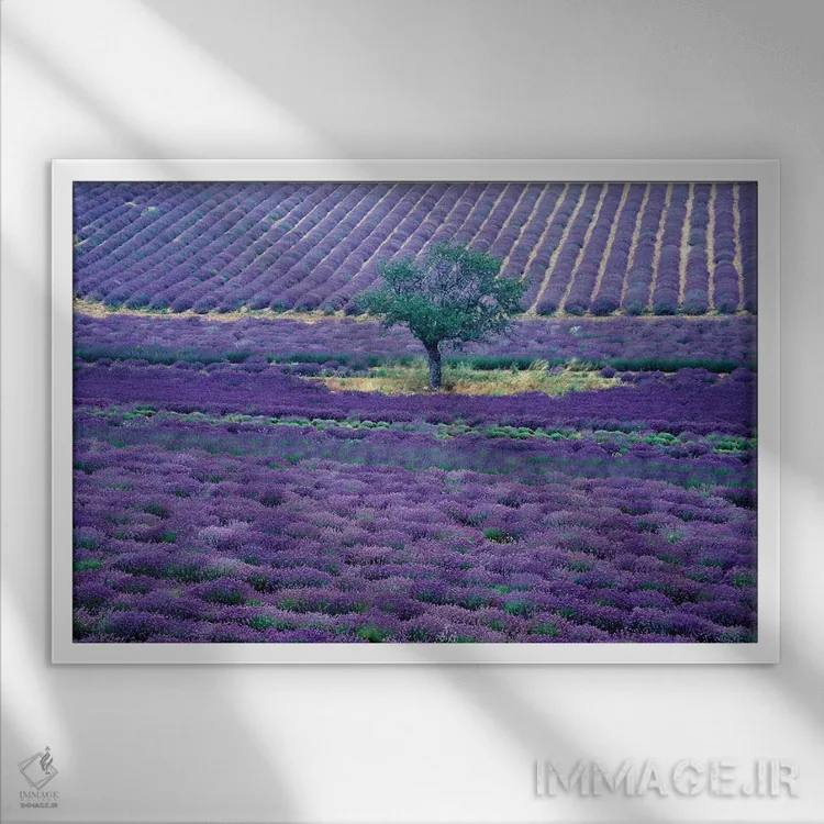 تابلو دکوراتیو مزارع اسطوخودوس، ونس، پرووانس-آلپ-کوت دازور، فرانسه اثر گویریل ژکان - نمای قابدار سفید