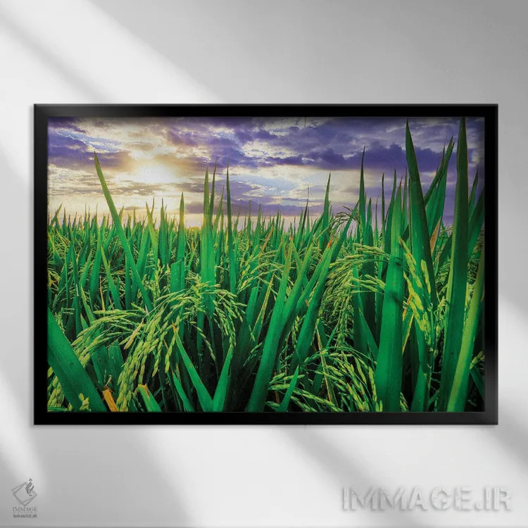 تابلو دکوراتیو شالیزار جاتیلووی، تجربه محبوب گردشگری نزدیک مرکز بالی و حوا… اثر گرگ جانستون - نمای قابدار مشکی