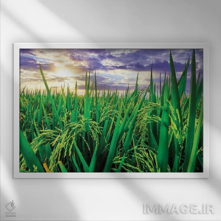 تابلو دکوراتیو شالیزار جاتیلووی، تجربه محبوب گردشگری نزدیک مرکز بالی و حوا… اثر گرگ جانستون - نمای قابدار سفید