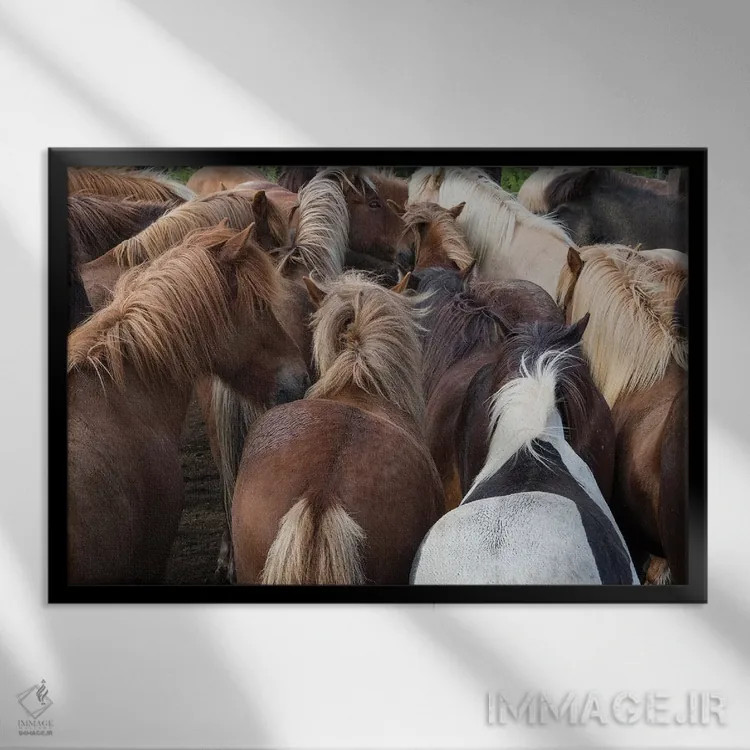 تابلو دکوراتیو گله اسب ایسلندی از نزدیک اثر گویریل ژکان - نمای قابدار مشکی