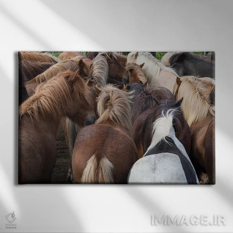 تابلو دکوراتیو گله اسب ایسلندی از نزدیک اثر گویریل ژکان - نمای روبهرو روی دیوار