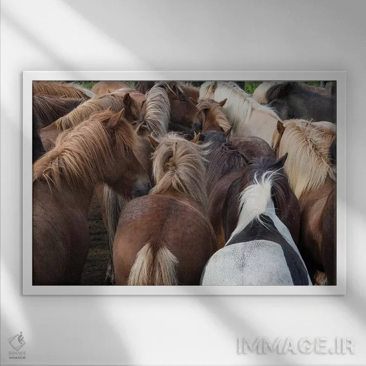 تابلو دکوراتیو گله اسب ایسلندی از نزدیک اثر گویریل ژکان - نمای قابدار سفید