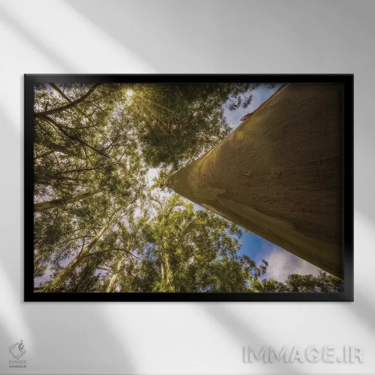 تابلو دکوراتیو درخت بزرگ اثر گلاوکو منهالی - نمای قابدار مشکی