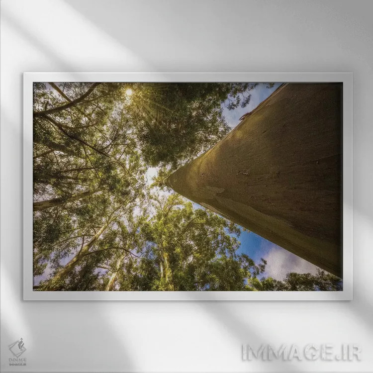 تابلو دکوراتیو درخت بزرگ اثر گلاوکو منهالی - نمای قابدار سفید