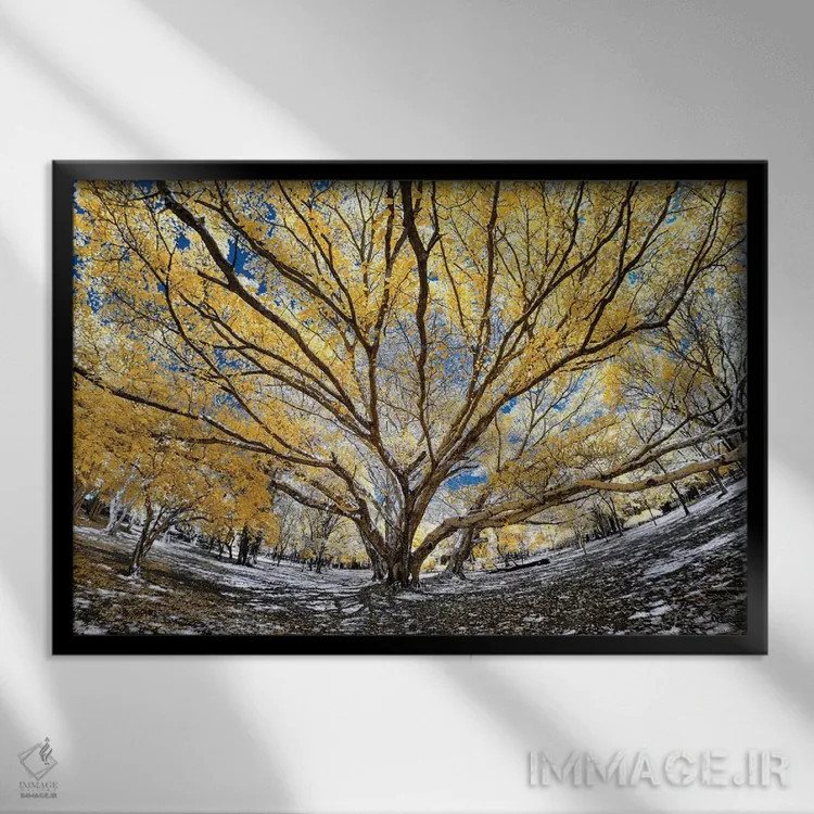تابلو دکوراتیو درخت بزرگ اثر گلاوکو منهالی - نمای قابدار مشکی