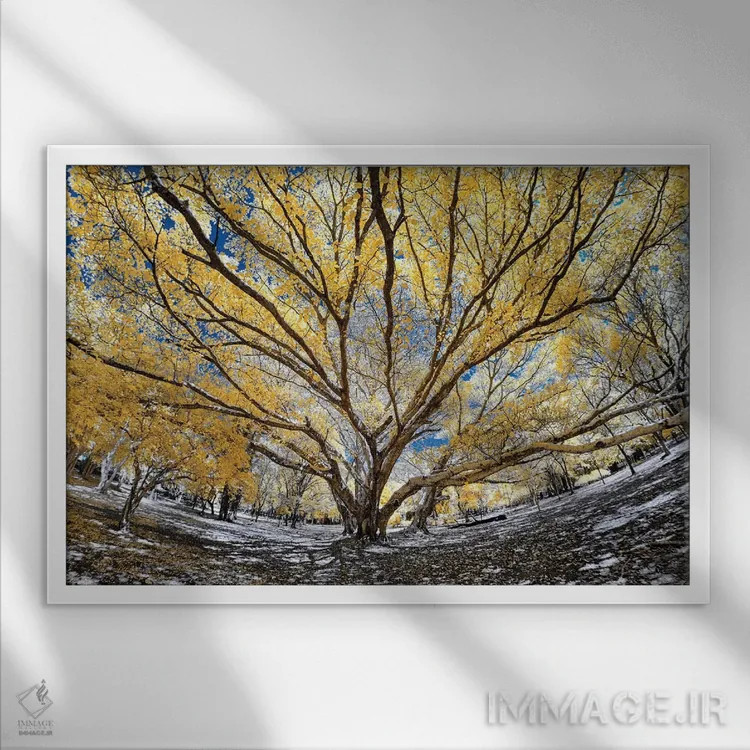 تابلو دکوراتیو درخت بزرگ اثر گلاوکو منهالی - نمای قابدار سفید