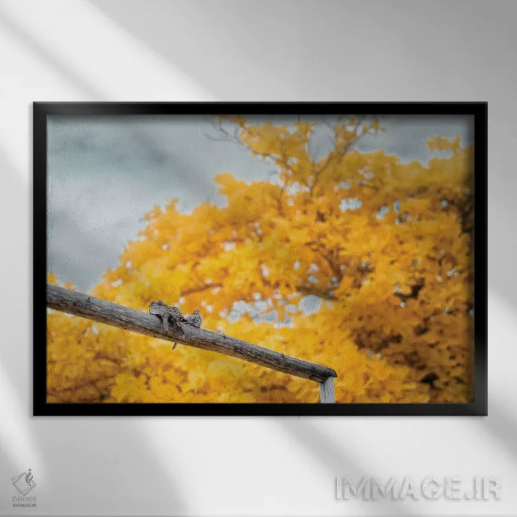 تابلو دکوراتیو کبوترها اثر گلاوکو منهالی - نمای قابدار مشکی