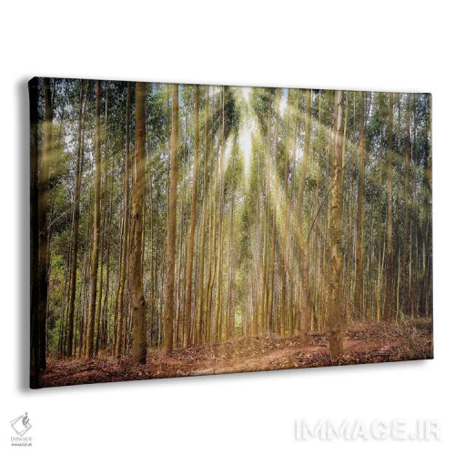 تابلو دکوراتیو درختان با تابش نور اثر گلاوکو منهالی - نمای پرسپکتیو محصول